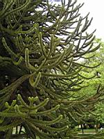Araucaria Araucana (fam Coniferes) (Amerique du sud) (Photo F. Mrugala) (2)